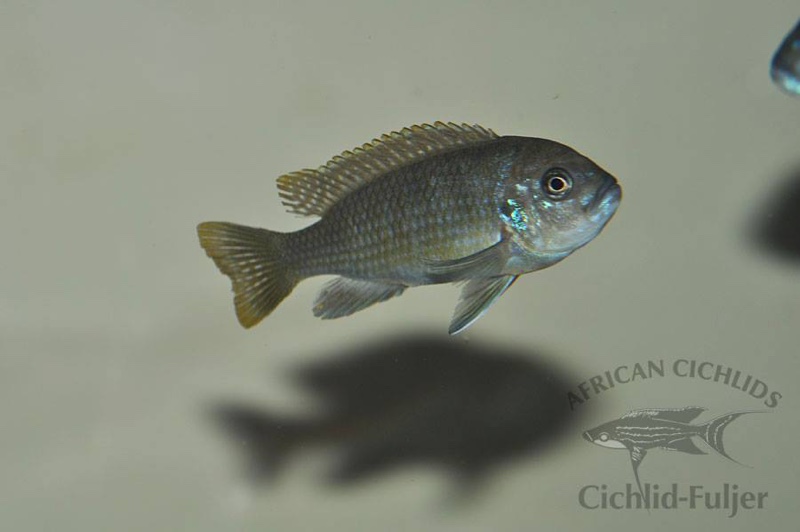 Cynotilapia zebroides 'Likoma Island'